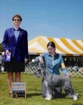 image of standard_schnauzer