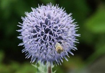 image of flower