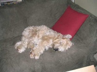 image of wheaten_terrier #15