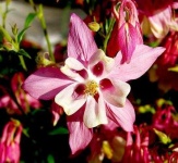 image of flower