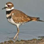 image of bird