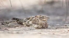 image of nightjar
