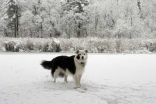 image of border_collie #34