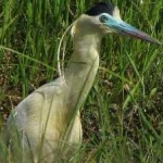 image of bird