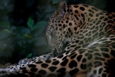 image of animal
