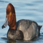 image of bird