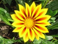 image of flower