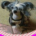 image of animal