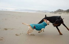 image of doberman