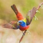 image of bird