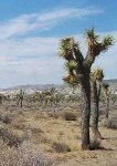 image of joshua_tree