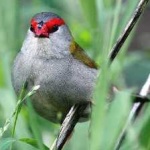 image of bird