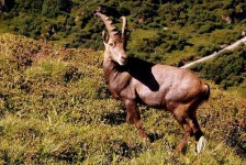 image of ibex