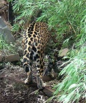 image of jaguar_car