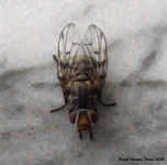 image of fly