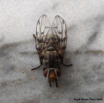 image of fly #23