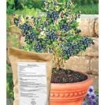 image of blueberry