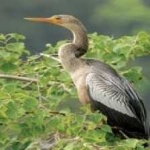 image of bird