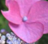 image of flower