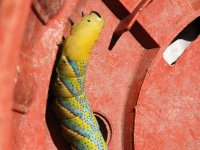 image of animal