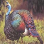 image of ocellated_turkey #15