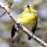 image of bird