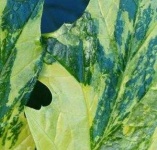 image of texture