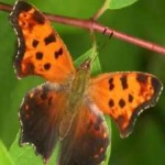 image of animal