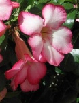 image of flower