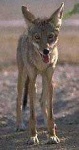 image of coyote