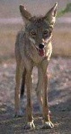 image of coyote #22