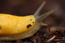 image of slug