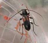image of long_horned_beetle