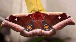 image of animal