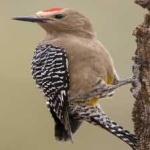 image of bird