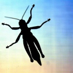 image of grasshopper