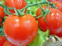 image of tomato #17