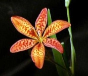 image of flower