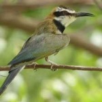 image of white_throated_bee_eater #0