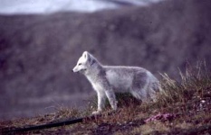 image of arctic_fox