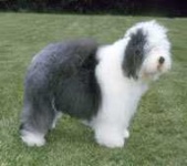 image of otterhound
