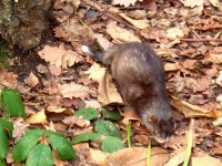 image of weasel