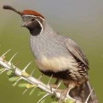 image of bird