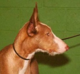 image of ibizan_hound