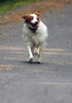 image of brittany_spaniel