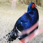image of bird