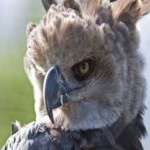 image of harpy_eagle #20