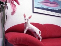 image of ibizan_hound