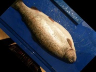 image of fish