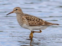 image of sandpiper #51